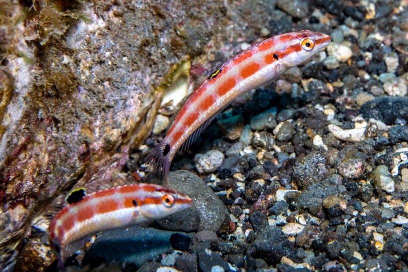 Halichoeres sanchezi: A New Fish Species from Mexico's